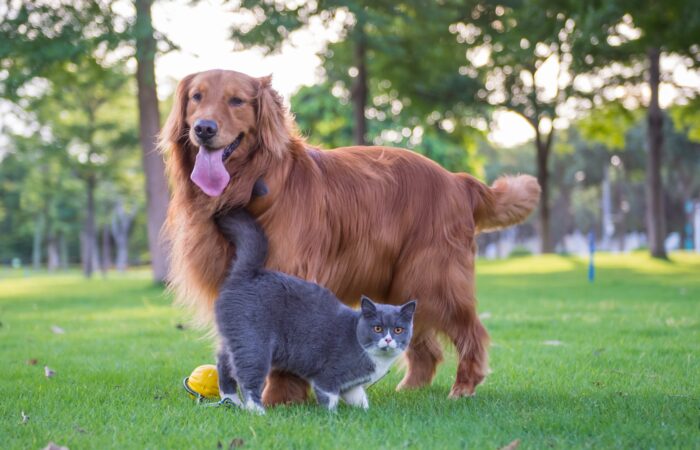 Consejos para Integrar tu Perro con tu Gato