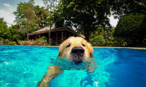 Cómo Mantener Fresco a tu Perro en verano