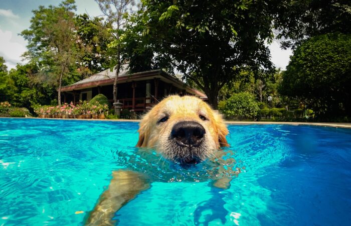 Cómo Mantener Fresco a tu Perro en verano