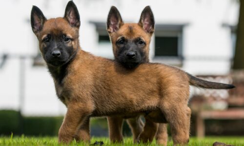 8 Tips para Tomar la Foto Perfecta de tu Perro