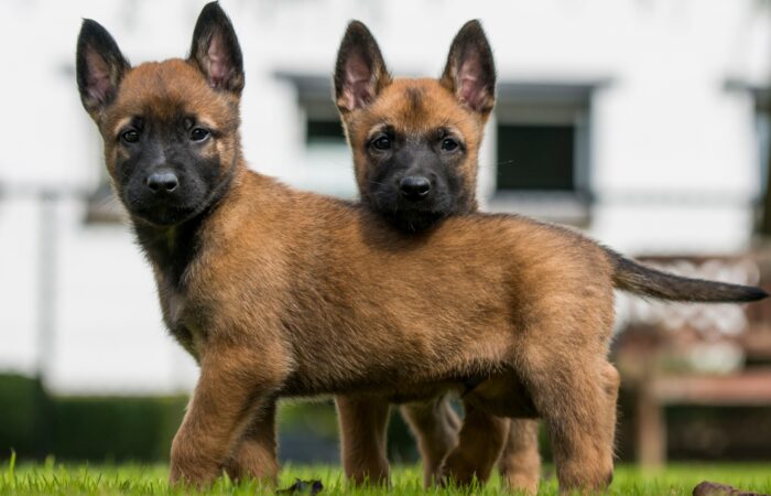 8 Tips para Tomar la Foto Perfecta de tu Perro
