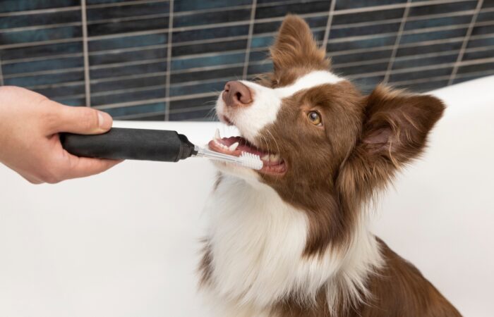 ¿Por qué mi perro debe ir al dentista?