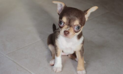 ¡Los Cachorros Son los Mejores Compañeros de Estudio!