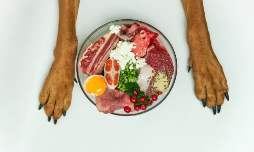 ¿Debes Alimentar a tu Mascota con una Dieta Sin Granos?