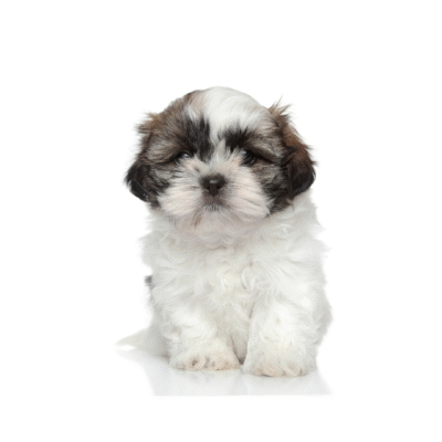SHIH TZU
