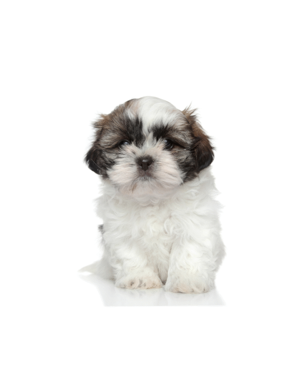 SHIH TZU