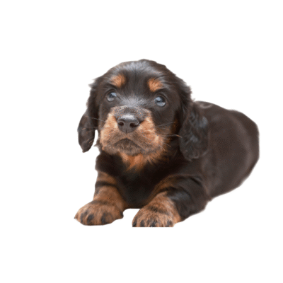 TECKEL (DACHSHUND)