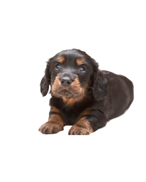 TECKEL (DACHSHUND)