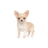 CHIHUAHUA - Image 3