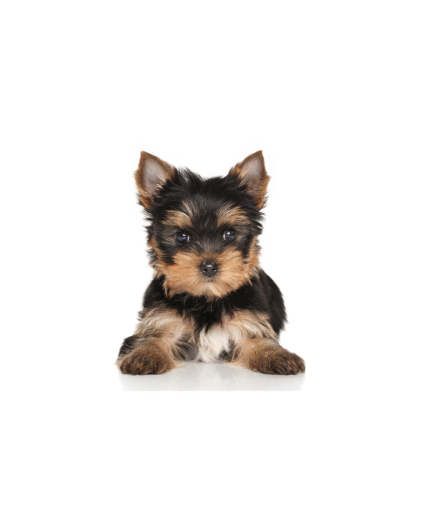 YORKSHIRE TERRIER