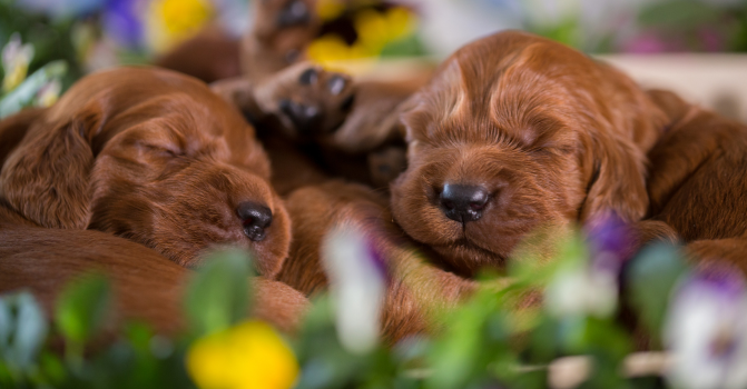 RESERVA ANTES DE NACIMIENTO