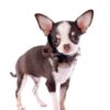 CHIHUAHUA - Image 2