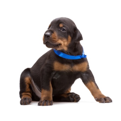 DOBERMAN