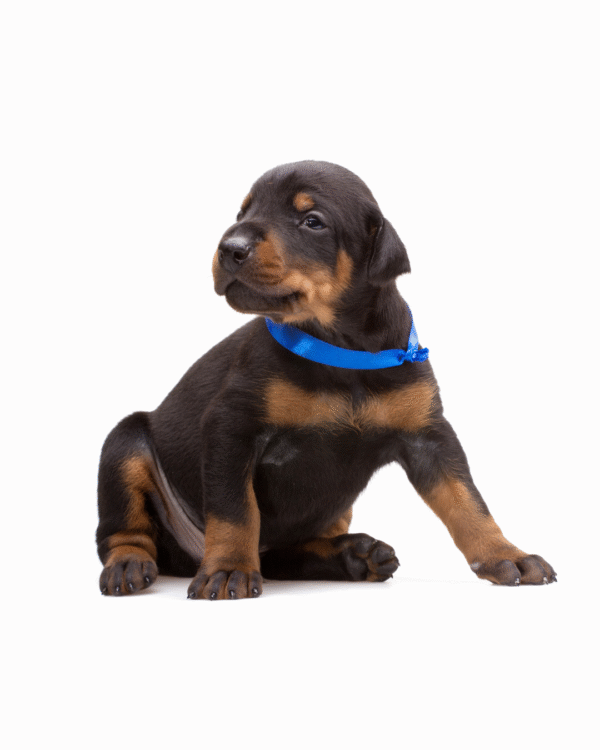 DOBERMAN