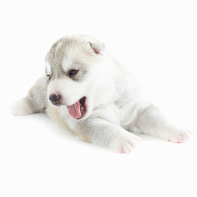 HUSKY SIBERIANO