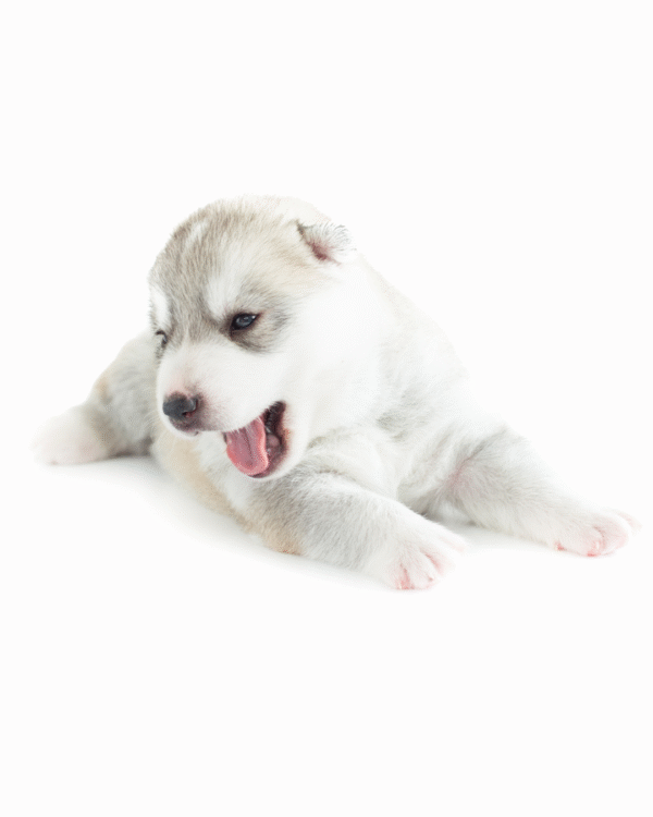 HUSKY SIBERIANO