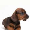 TECKEL (DACHSHUND) - Image 2