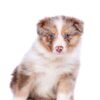 BORDER COLLIE - Image 2