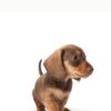 TECKEL (DACHSHUND) - Image 3